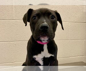 Mutt Dogs for adoption in Moreno Valley, CA, USA