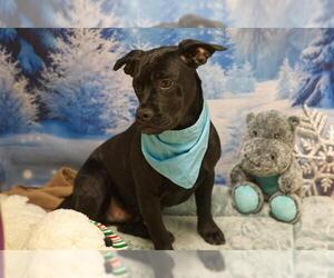 Dalmatian-French Bulldog Mix Dogs for adoption in Placerville, CA, USA