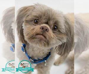 Shih Tzu Dogs for adoption in Kennesaw, GA, USA