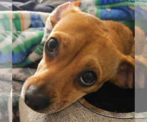 Mutt Dogs for adoption in Fargo, ND, USA