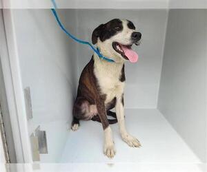 American Pit Bull Terrier-Labrador Retriever Mix Dogs for adoption in Houston, TX, USA