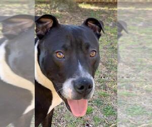 American Pit Bull Terrier-American Staffordshire Terrier Mix Dogs for adoption in Lexington, SC, USA