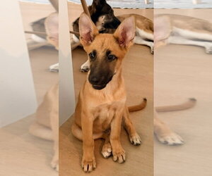 German Shepherd Dog Dogs for adoption in Tampa, FL, USA