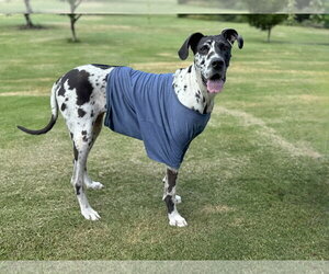 Great Dane Dogs for adoption in PIPE CREEK, TX, USA