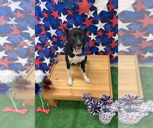 Labrador Retriever-Unknown Mix Dogs for adoption in Bryant, AR, USA