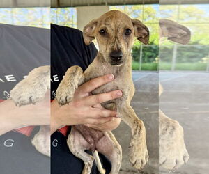 Chihuahua-Unknown Mix Dogs for adoption in Jefferson, NJ, USA