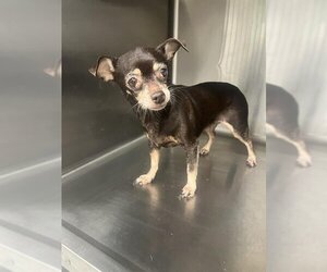 Chihuahua-Unknown Mix Dogs for adoption in Houston, TX, USA