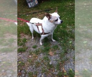 Chihuahua Dogs for adoption in Ellijay, GA, USA