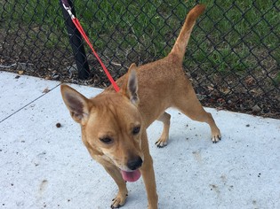 Shiba Inu Dogs for adoption in Sanford, FL, USA