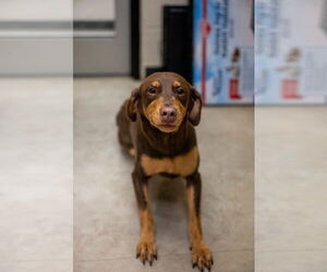 Labrador Retriever-Unknown Mix Dogs for adoption in Rowlett, TX, USA