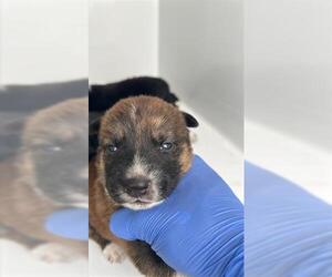 Medium Photo #2 Shepradors Puppy For Sale in Houston, TX, USA