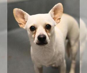 Chihuahua-Unknown Mix Dogs for adoption in San Antonio, TX, USA