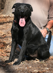 Labrador Retriever-Unknown Mix Dogs for adoption in Harrison, AR, USA