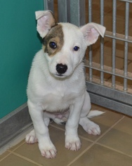 Jack Russell Terrier Dogs for adoption in Bryan, TX, USA