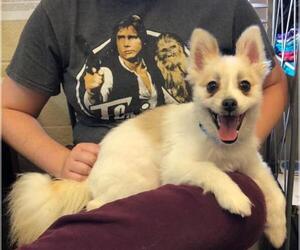 Pomeranian Dogs for adoption in Amarillo, TX, USA