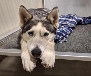Siberian Husky Dogs for adoption in Bakersfield, CA, USA