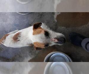 Parson Russell Terrier Dogs for adoption in Bonifay, MO, USA