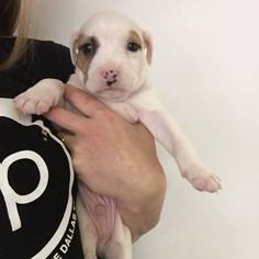 Medium Photo #1 American Pit Bull Terrier Puppy For Sale in Dallas , TX, USA