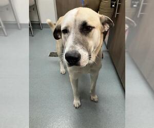 Labsky Dogs for adoption in Baytown, TX, USA