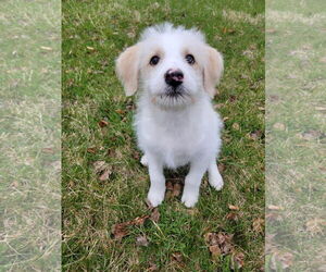 Mutt Dogs for adoption in Germantown, OH, USA