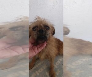 Brussels Griffon Dogs for adoption in Bonifay, MO, USA