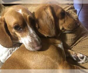 Dachshund Dogs for adoption in Tonawanda, NY, USA
