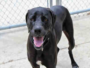 Great Dane-Plott Hound Mix Dogs for adoption in Bowling Green, OH, USA