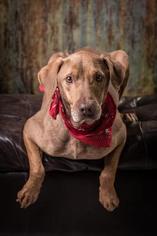 Medium Photo #1 Labrador Retriever-Unknown Mix Puppy For Sale in North Myrtle Beach, SC, USA