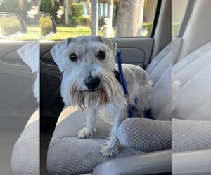 Mutt Dogs for adoption in La Verne, CA, USA