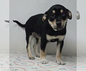 Australian Shepherd-Unknown Mix Dogs for adoption in Brewster, NY, USA