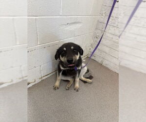 German Shepherd Dog Dogs for adoption in San Bernardino, CA, USA