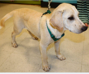 Labrador Retriever-Unknown Mix Dogs for adoption in Von Ormy, TX, USA