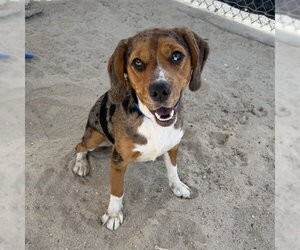 Beagle-Unknown Mix Dogs for adoption in Las Vegas, NV, USA