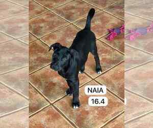 Labrador Retriever-Unknown Mix Dogs for adoption in Virginia Beach, VA, USA