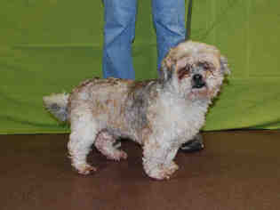 Shih Tzu Dogs for adoption in Louisville, KY, USA