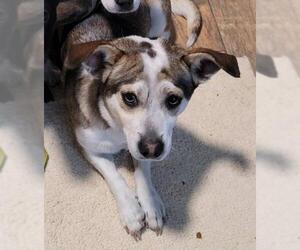 Chi-Corgi Dogs for adoption in Melrose, FL, USA
