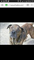 Daniff Dogs for adoption in Hankamer, TX, USA