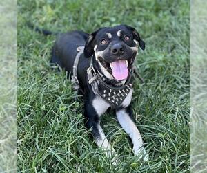 Rottweiler-Unknown Mix Dogs for adoption in Modesto, CA, USA