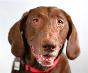 Labrador Retriever Dogs for adoption in Fort Collins, CO, USA