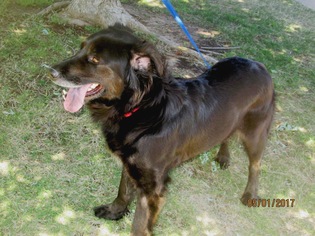 Mutt Dogs for adoption in Altus, OK, USA