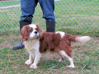 Cavalier King Charles Spaniel Dogs for adoption in Batavia, OH, USA
