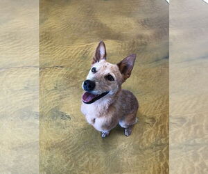 - Mix Dogs for adoption in phoenix, AZ, USA