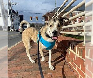 Bulldog-Huskies  Mix Dogs for adoption in Monterey, VA, USA