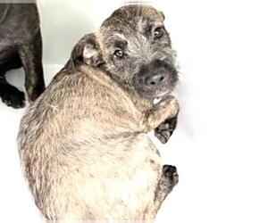 Staffordshire Bull Terrier-Unknown Mix Dogs for adoption in Houston, TX, USA