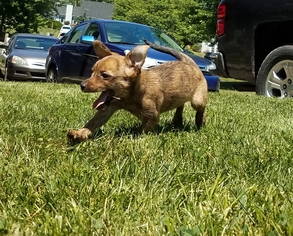 ShiChi Dogs for adoption in Mechanicsburg, PA, USA