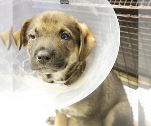 German Shepherd Dog Dogs for adoption in San Antonio, TX, USA