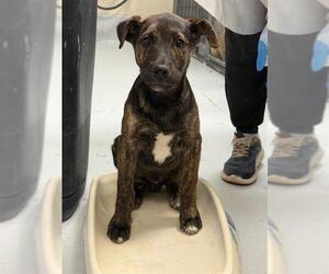 Mutt Dogs for adoption in Conroe, TX, USA