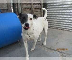 Australian Shepherd-Unknown Mix Dogs for adoption in San Diego, CA, USA