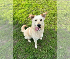 Labrador Retriever-Unknown Mix Dogs for adoption in South Bend, IN, USA