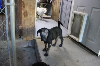 Labrador Retriever Dogs for adoption in Sebec, ME, USA